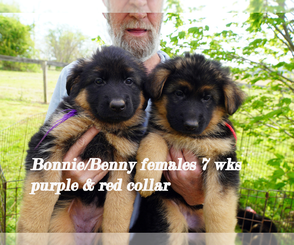 Medium Photo #24 German Shepherd Dog Puppy For Sale in CHRISNEY, IN, USA