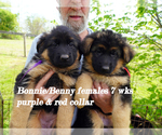Small Photo #24 German Shepherd Dog Puppy For Sale in CHRISNEY, IN, USA