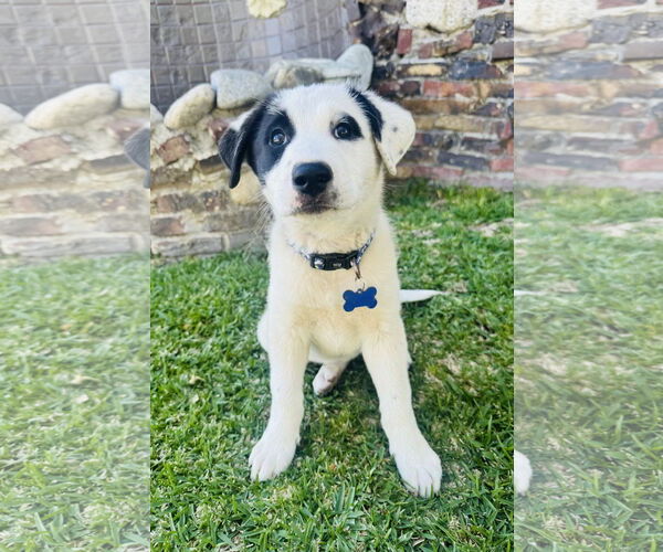 Medium Photo #2 Mutt Puppy For Sale in Marina Del Rey, CA, USA