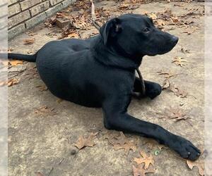 Labrador Retriever Dogs for adoption in San Antonio, TX, USA