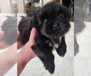 Shih Tzu Puppy for sale in RIVERTON, IL, USA