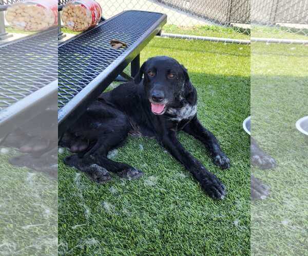 Medium Photo #3 Great Dane-Labrador Retriever Mix Puppy For Sale in San Diego, CA, USA