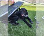Small #2 Great Dane-Labrador Retriever Mix
