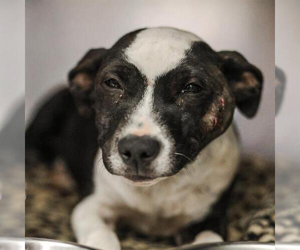 Medium Photo #1 Boxer-Unknown Mix Puppy For Sale in San Antonio, TX, USA