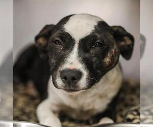 Boxer-Unknown Mix Dogs for adoption in San Antonio, TX, USA