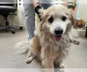 Pomeranian-Unknown Mix Dogs for adoption in Pasadena, CA, USA
