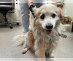 Small Pomeranian Mix