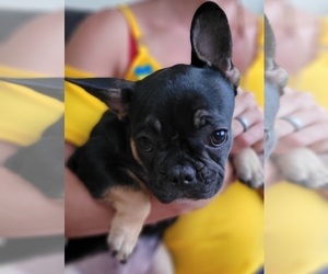 French Bulldog Puppy for sale in TAMPA, FL, USA