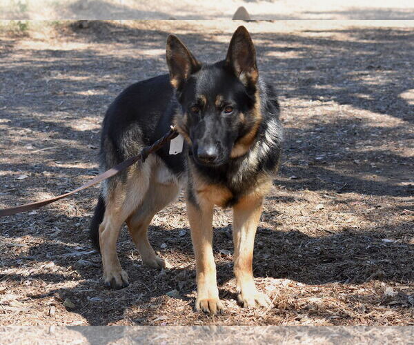 Medium Photo #2 German Shepherd Dog Puppy For Sale in San Diego, CA, USA