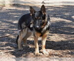 Small #1 German Shepherd Dog