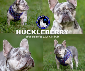Father of the French Bulldog puppies born on 03/22/2025