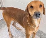 Small #1 Labrador Retriever