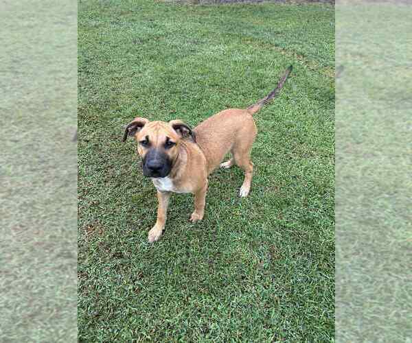 Medium Photo #3 Mutt Puppy For Sale in Boston, MA, USA