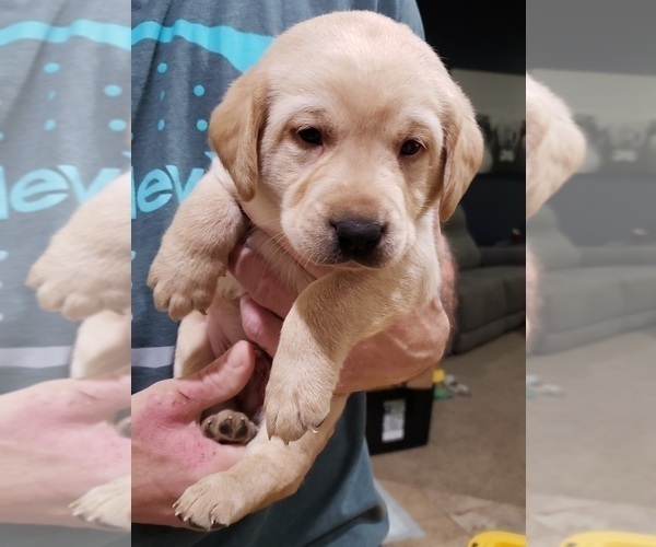 Medium Photo #19 Labrador Retriever Puppy For Sale in OLYMPIA, WA, USA