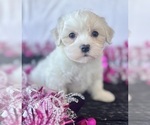 Small #2 Maltese