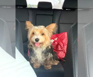Pippi - Female Mutt Dog for Adoption - Photo #4