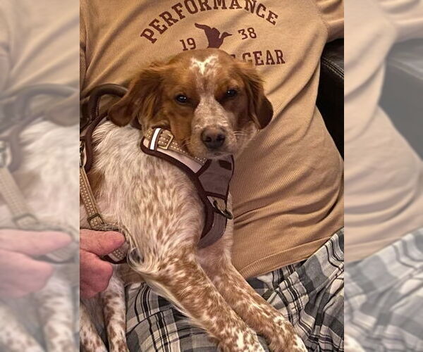 Medium Photo #3 - Mix Puppy For Sale in Curwensville, PA, USA