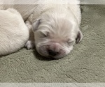 Small Photo #9 English Cream Golden Retriever Puppy For Sale in BREWERTON, NY, USA