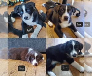 Border Collie-Siberian Husky Mix Puppy for sale in KELSO, WA, USA