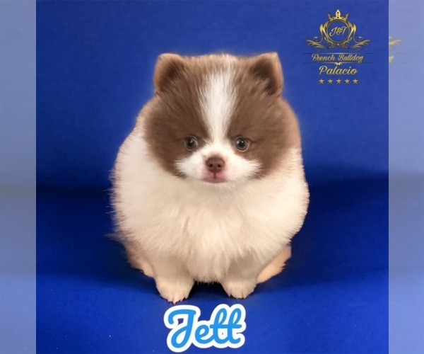 Medium Photo #1 Pomeranian Puppy For Sale in NEW OXFORD, PA, USA