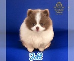 Small Photo #1 Pomeranian Puppy For Sale in NEW OXFORD, PA, USA