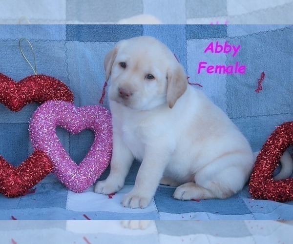 Medium Photo #20 Labrador Retriever Puppy For Sale in BRIDGEWATER, VA, USA