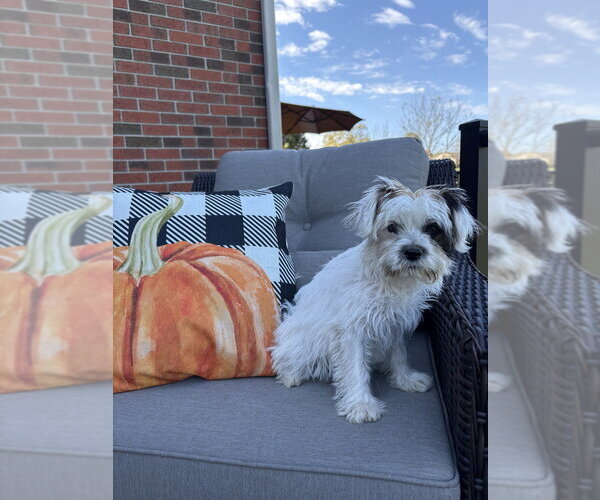 Medium Photo #3 Shih Tzu-Unknown Mix Puppy For Sale in Aurora, IN, USA