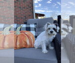 Small Photo #3 Shih Tzu-Unknown Mix Puppy For Sale in Aurora, IN, USA
