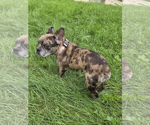 Medium Photo #2 French Bulldog Puppy For Sale in Wheaton, IL, USA
