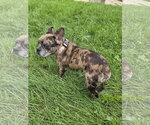 Small #1 French Bulldog
