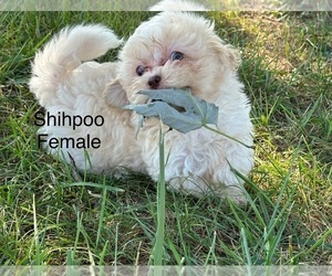 ShihPoo Puppy for sale in SILEX, MO, USA