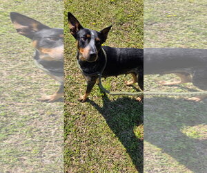 Mutt Dogs for adoption in Garden City, NY, USA