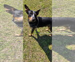 Small Mutt