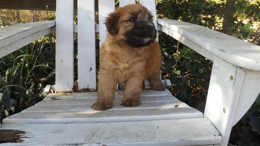 Medium Photo #5 Soft Coated Wheaten Terrier Puppy For Sale in THOMASVILLE, NC, USA