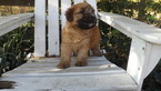 Small Photo #5 Soft Coated Wheaten Terrier Puppy For Sale in THOMASVILLE, NC, USA
