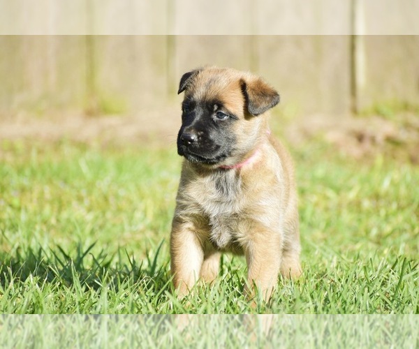 Medium Photo #1 Belgian Malinois Puppy For Sale in OPELOUSAS, LA, USA