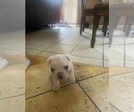 Small #6 French Bulldog
