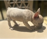 Small Photo #5 French Bulldog Puppy For Sale in UNION CITY, GA, USA