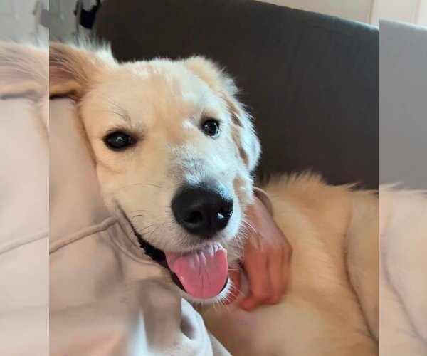 Medium Photo #5 Great Pyrenees-Unknown Mix Puppy For Sale in Germantown, OH, USA