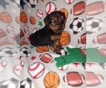 Small #6 Yorkshire Terrier