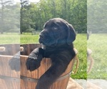 Small #6 Labrador Retriever