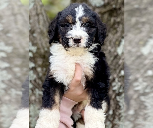 Medium Photo #3 Bernedoodle Puppy For Sale in SOCIAL CIRCLE, GA, USA