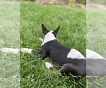 Small Photo #3 Bull Terrier Puppy For Sale in PITTSBURG, CA, USA