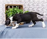 Small #7 Great Dane