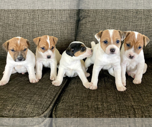 Parson Russell Terrier Puppy for sale in BOISE, ID, USA