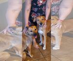Small Photo #3 Labrador Retriever-Unknown Mix Puppy For Sale in phoenix, AZ, USA