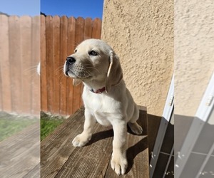 Medium Labrador Retriever