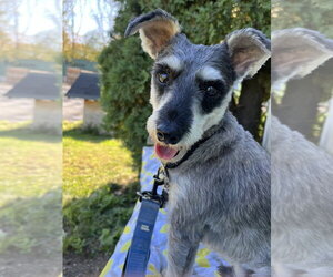 Crane - Male Mutt Dog for Adoption - Photo #2