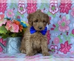 Small Photo #2 Goldendoodle (Miniature) Puppy For Sale in LANCASTER, PA, USA