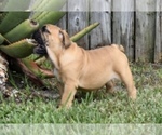 Small Photo #10 Bulldog Puppy For Sale in JACKSONVILLE, FL, USA
